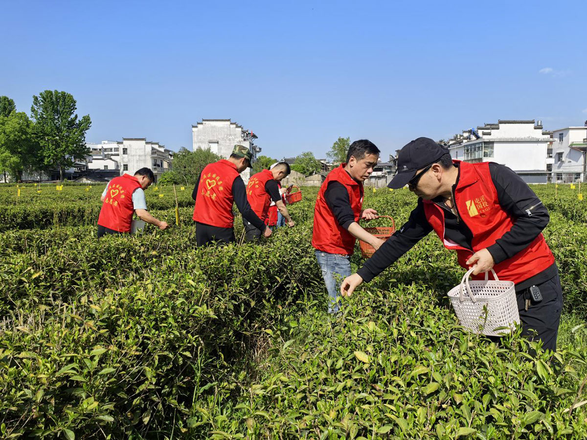 昱城產(chǎn)投公司黨支部開(kāi)展“茶香潤(rùn)初心,黨旗映茶園”主題黨日活動(dòng)