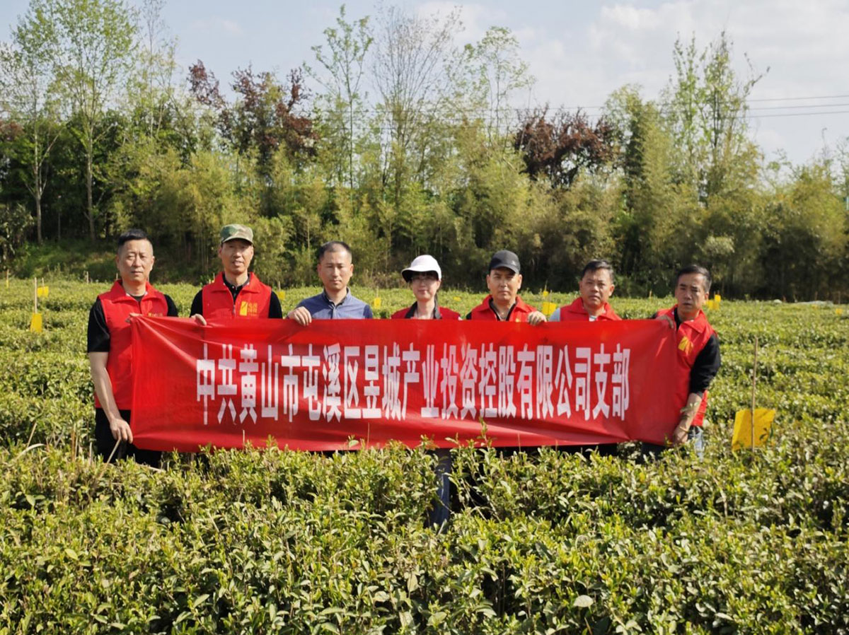 昱城產(chǎn)投公司黨支部開(kāi)展“茶香潤(rùn)初心，黨旗映茶園”主題黨日活動(dòng)
